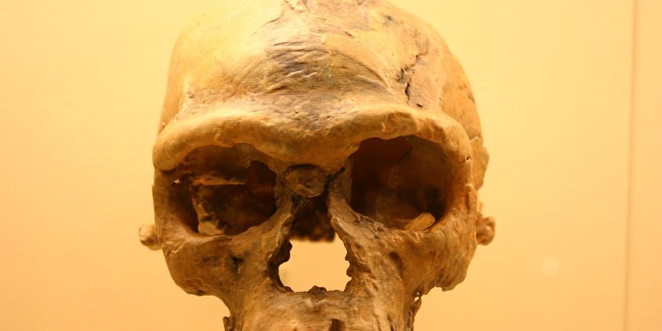 Les premiers Homo sapiens