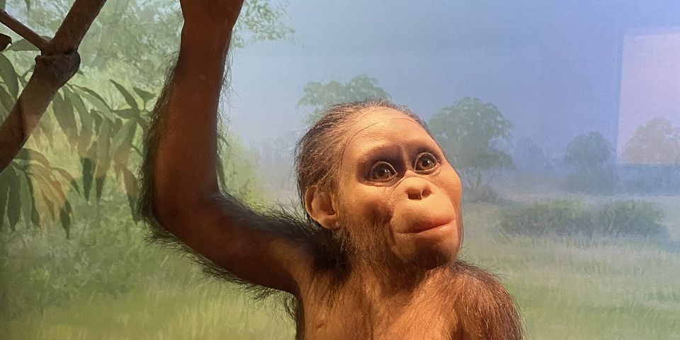 Selam, l’enfant de Dikika