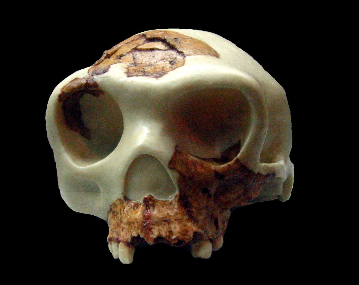 Reconstitution d’Homo antecessor