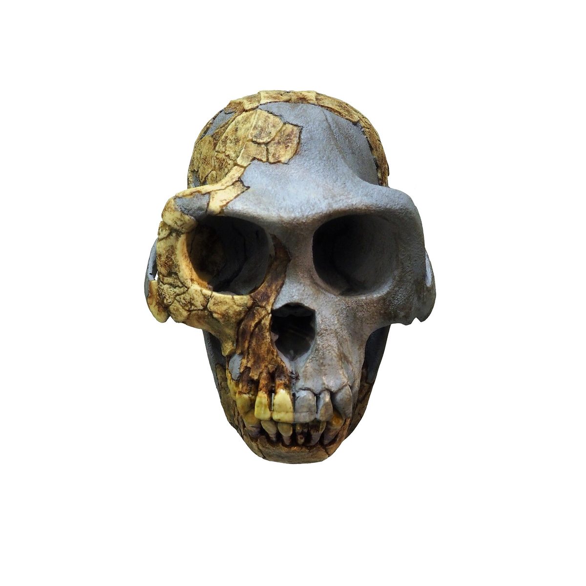 Crâne d’Ardipithecus ramidus