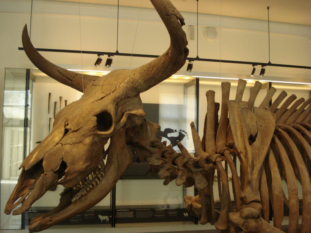 Squelette d’aurochs