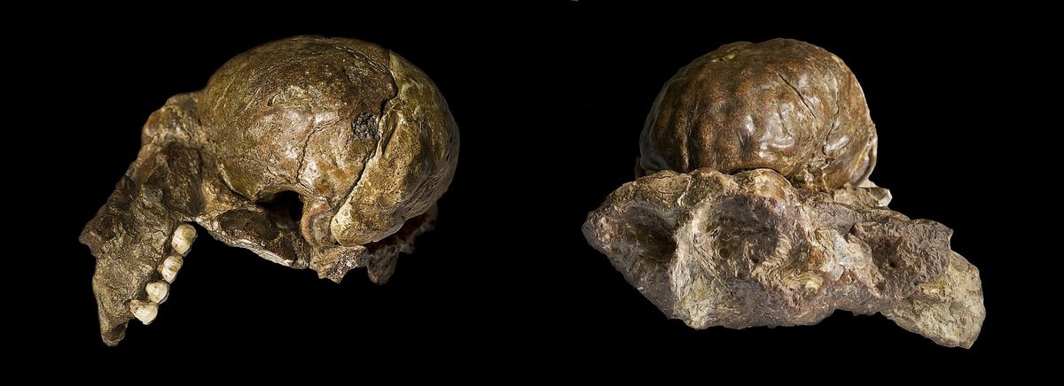 Empreintes endocrâniennes d’australopithèque