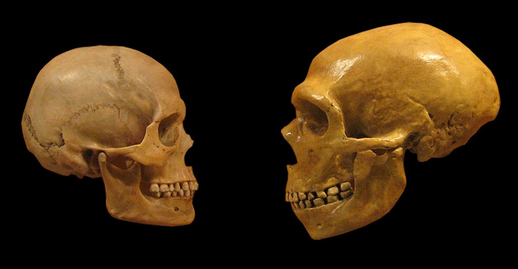 Sapiens / Néandertal : crânes comparés
