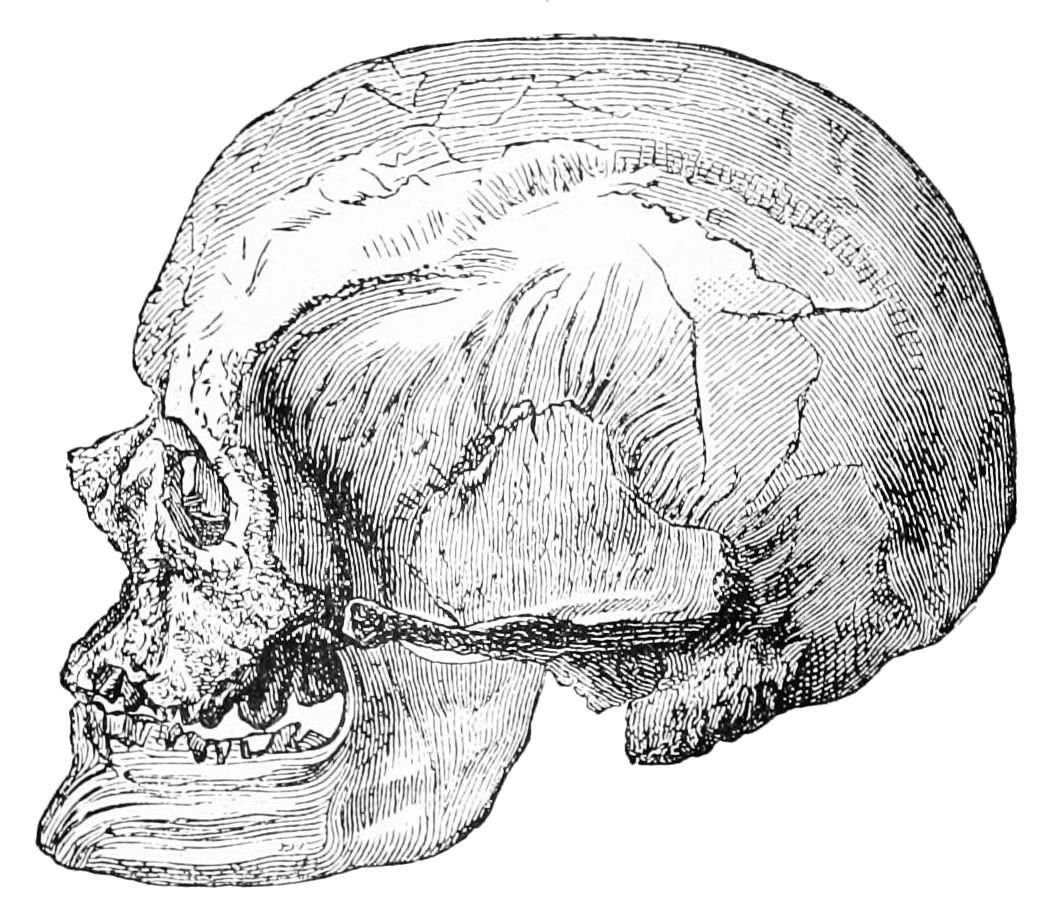 Crâne de Cro-Magnon