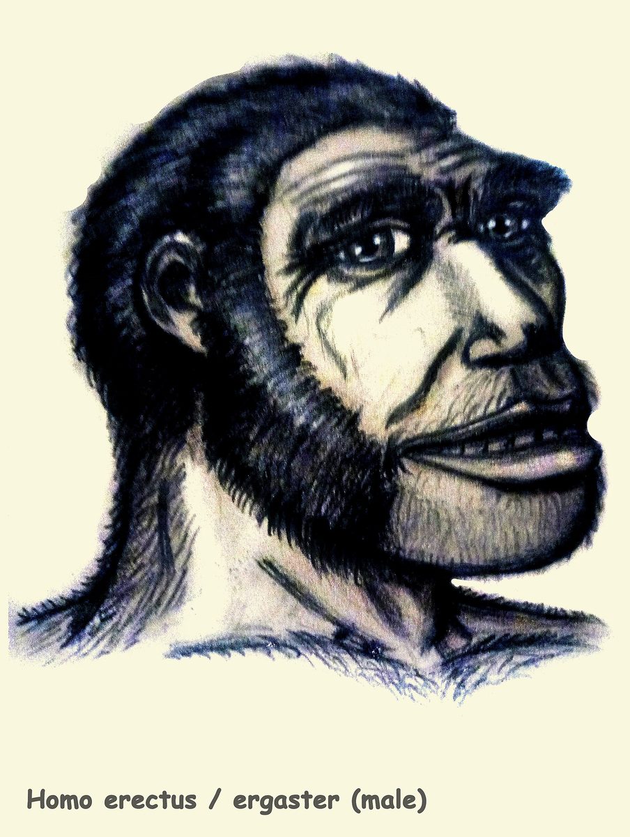 Homo erectus, restitution dessinée
