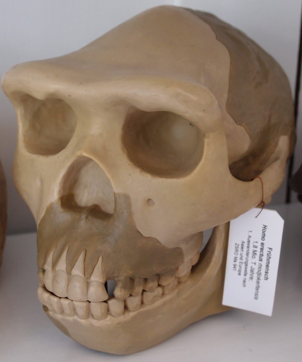 Crâne d’Homo erectus de Java
