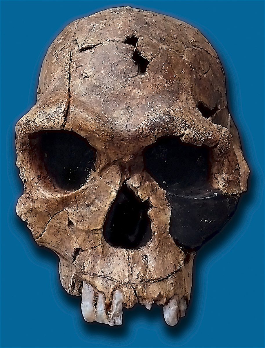 Crâne KNM-ER 1813, Homo habilis