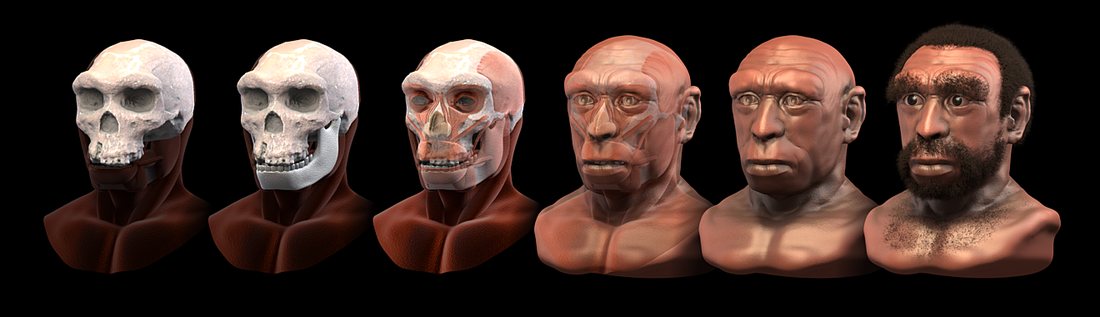 Reconstitution d’Homo heidelbergensis