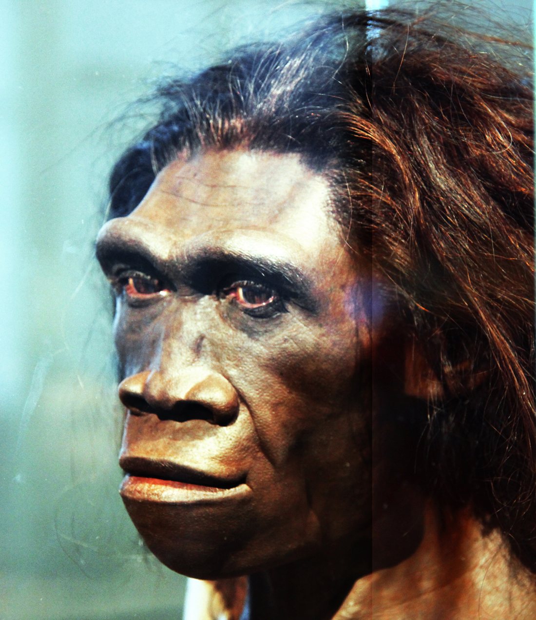 Reconstitution d’Homo erectus