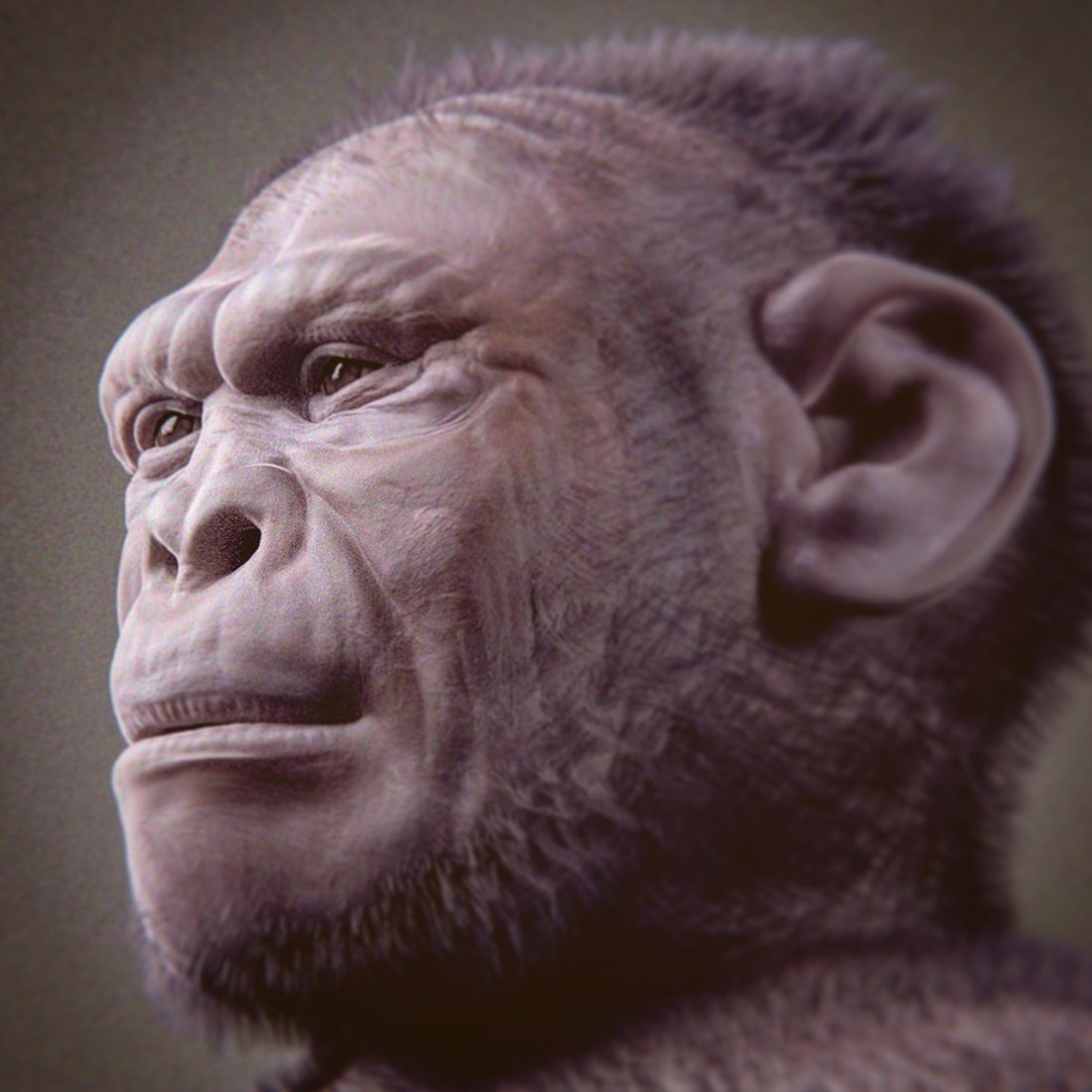 Reconstitution d’Homo habilis