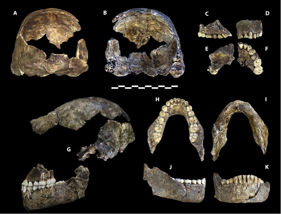 Crâne d’Homo naledi