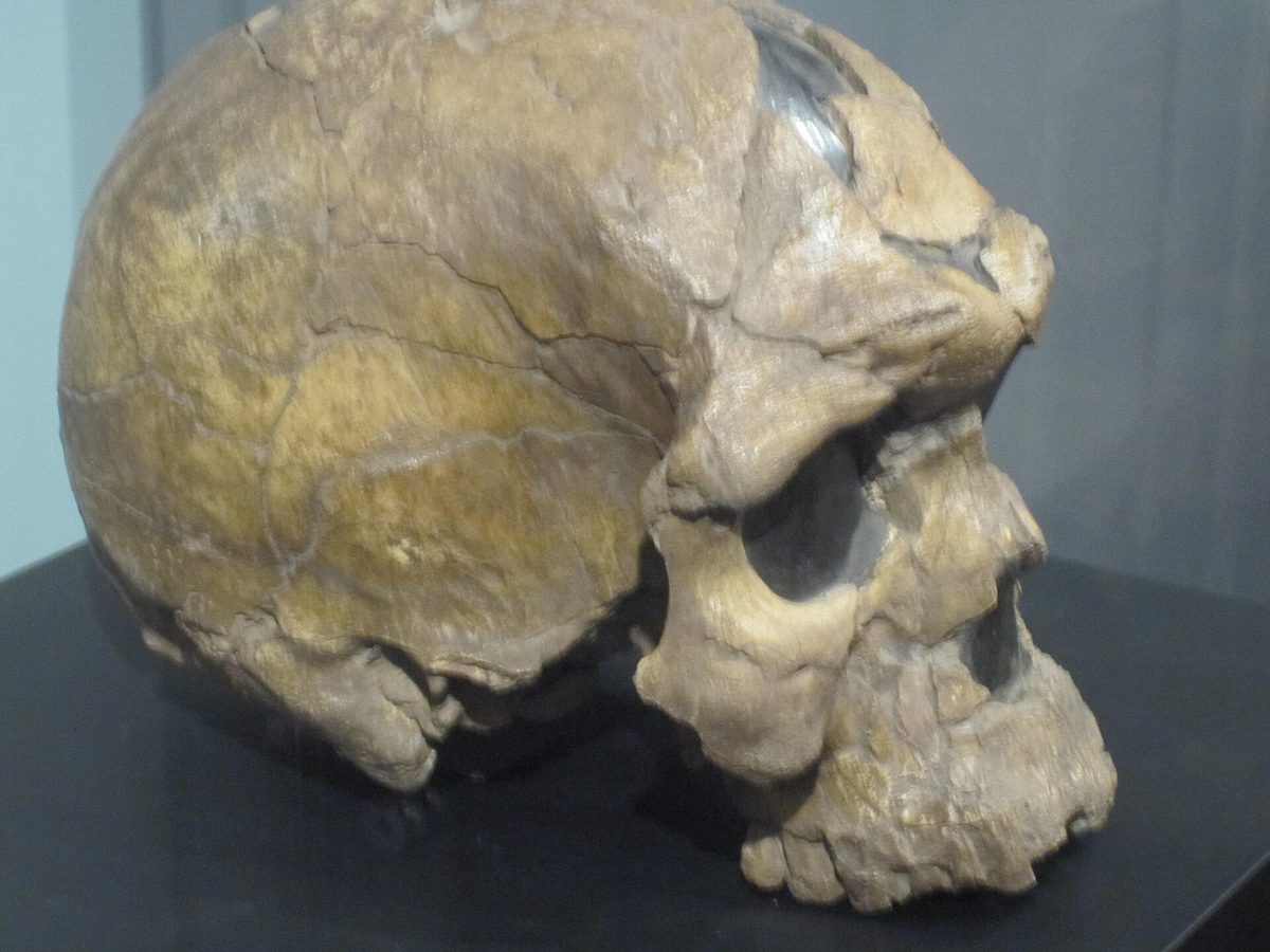 Crâne d’Homo sapiens idaltu