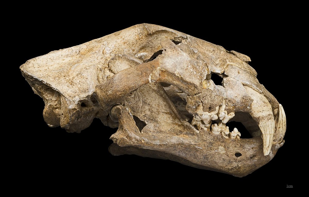 Crâne de lion des cavernes
