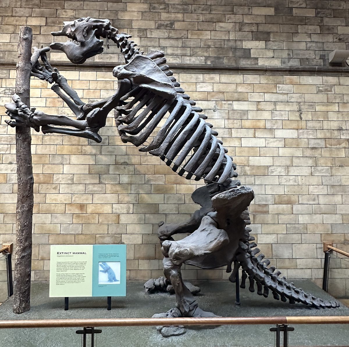 Squelette de Megatherium