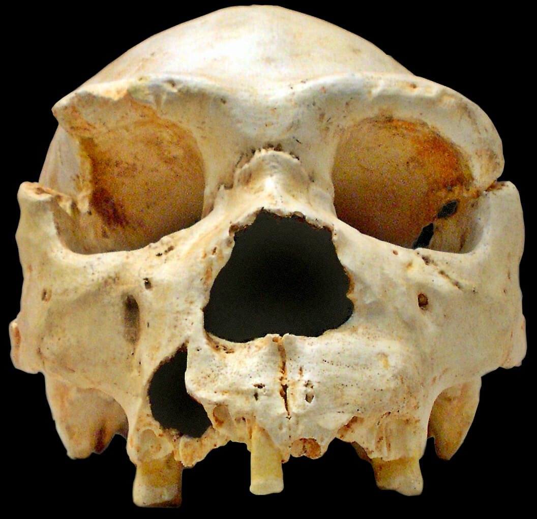 Crâne « Miguelón », Atapuerca