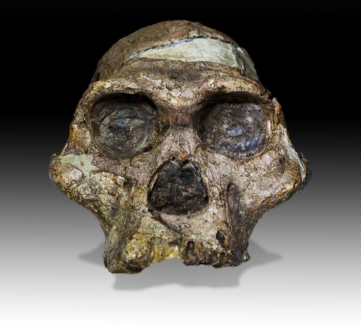« Mrs Ples », Australopithecus africanus