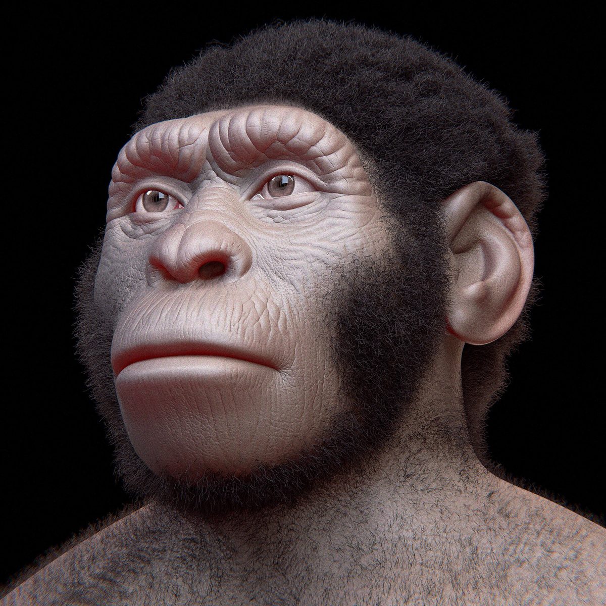 Reconstitution du visage d’Homo naledi