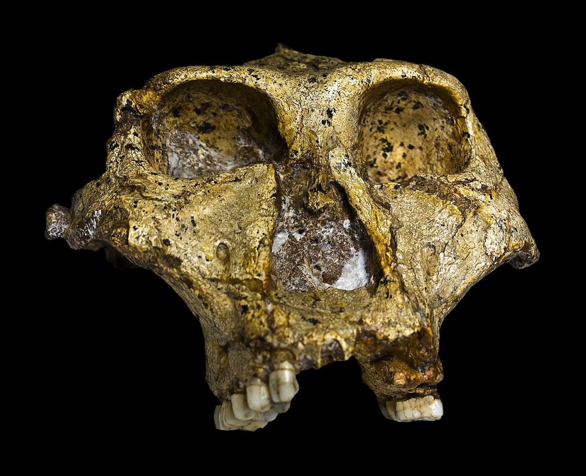 Face de Paranthropus robustus