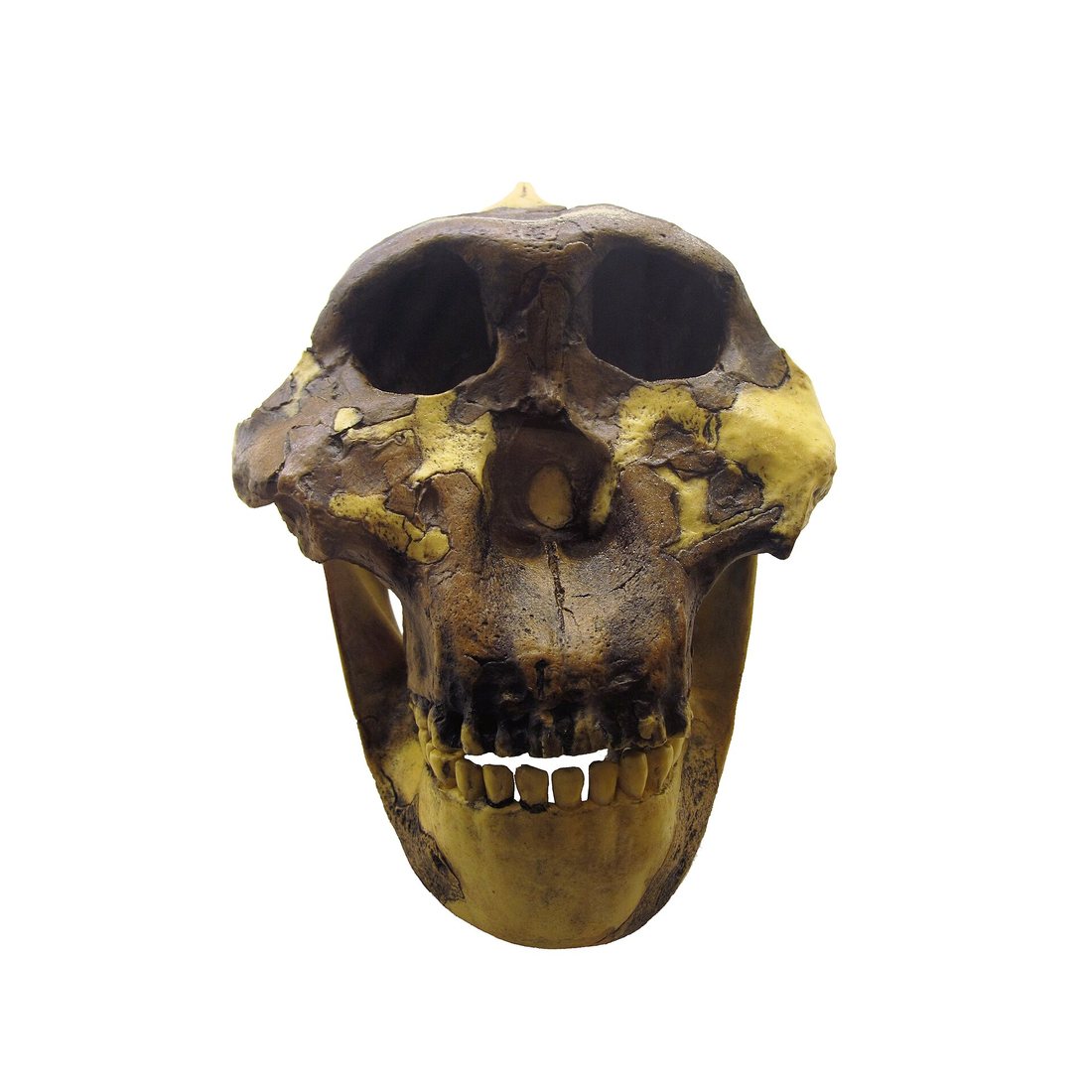 Crâne de Paranthropus boisei