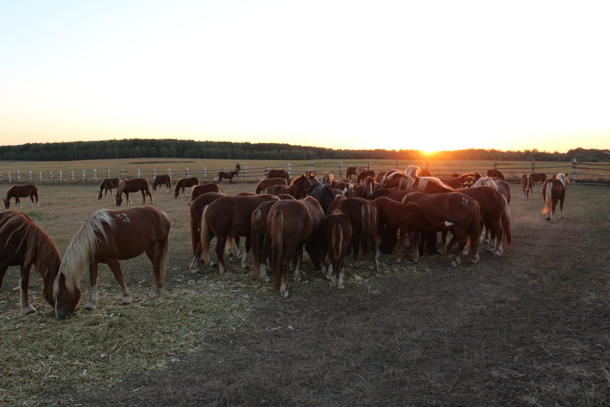 Chevaux de Przewalski
