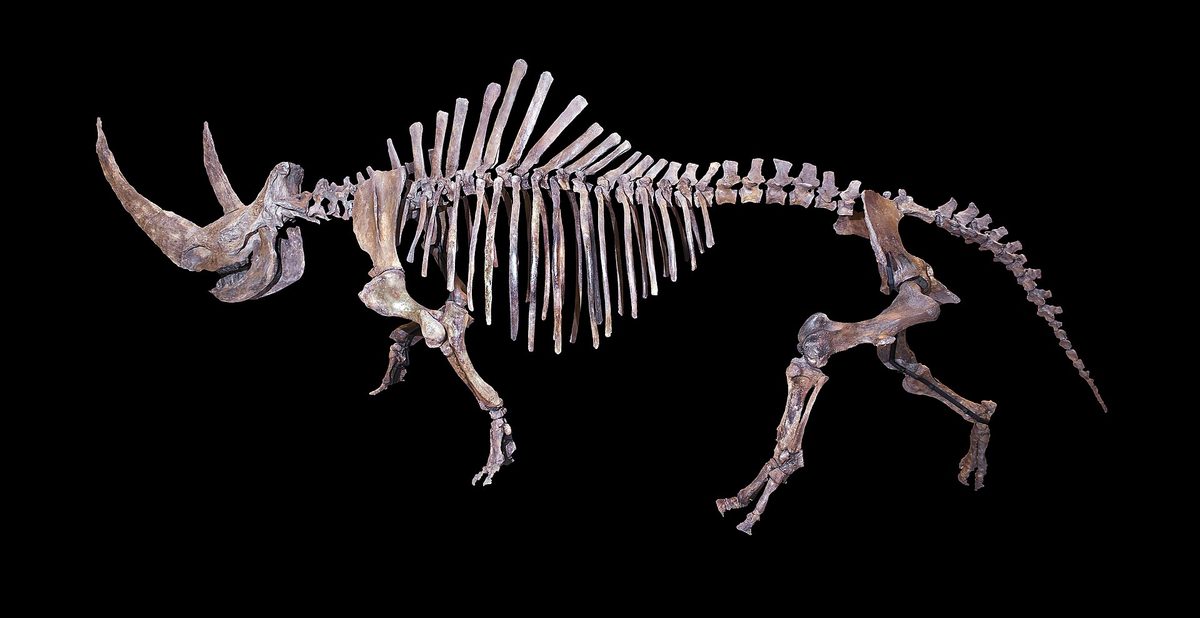 Crâne de rhinocéros laineux