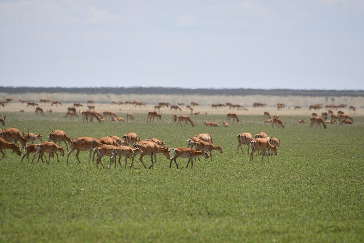 Antilope saïga