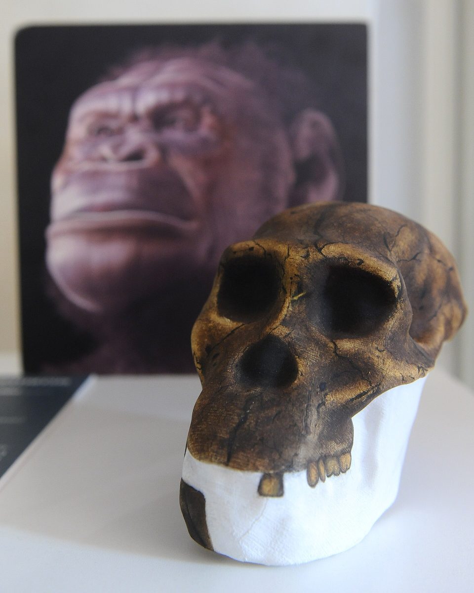 Crâne d’Australopithecus sediba