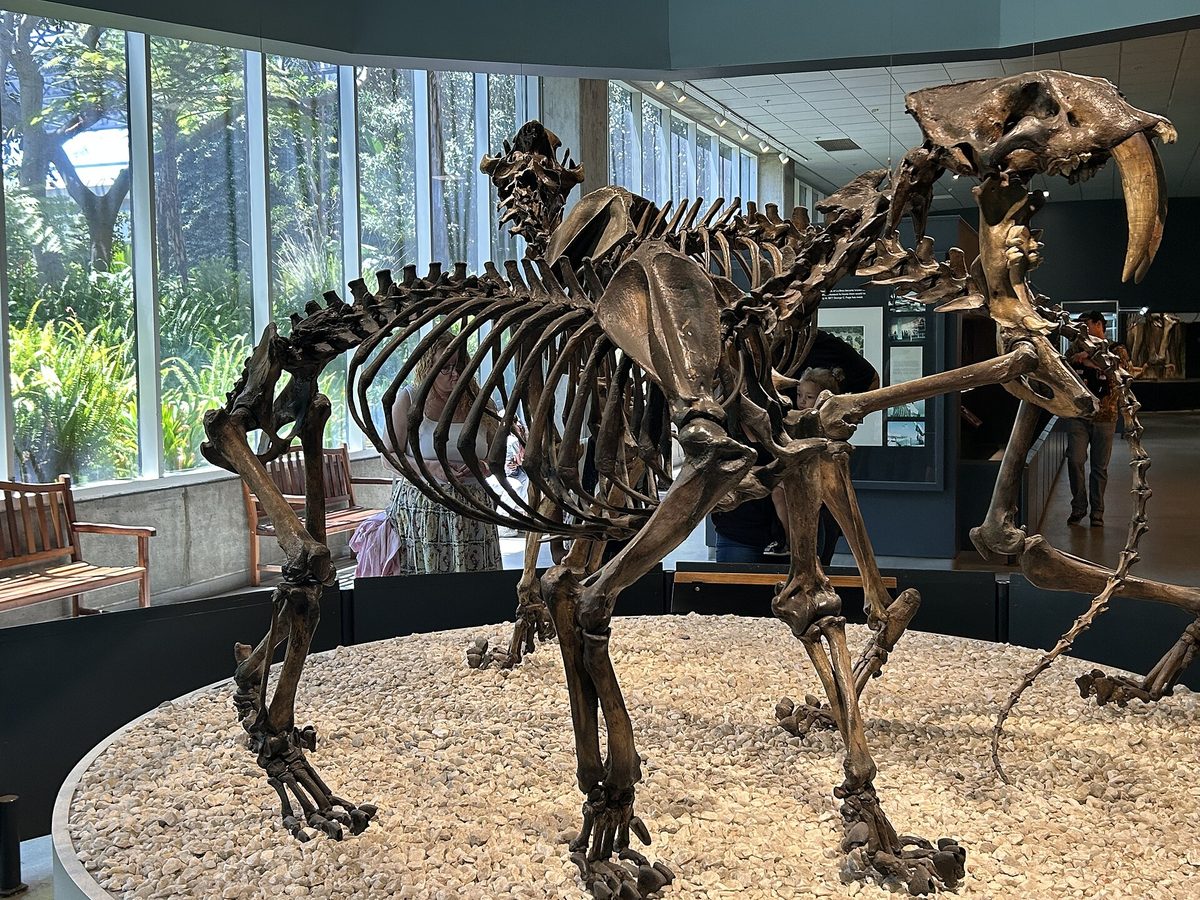 Squelette de Smilodon