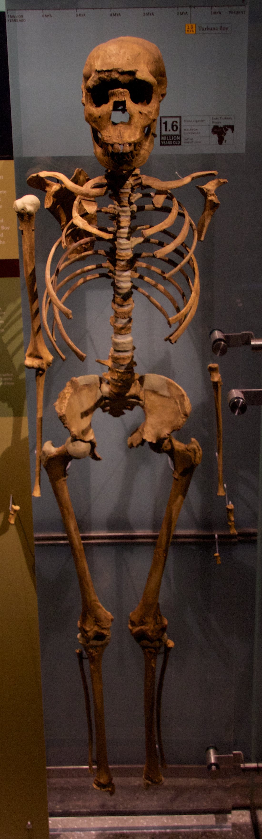 Garçon de Turkana