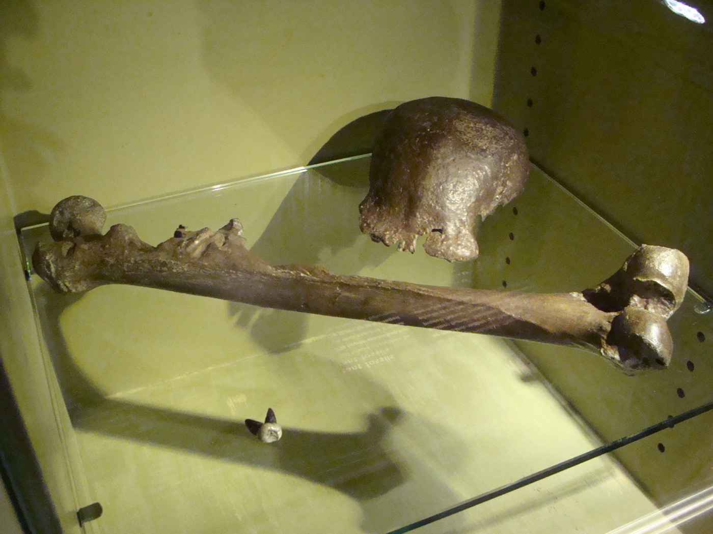 Les fossiles de l’Homme de Java (Pithecanthropus erectus) découverts par Eugène Dubois