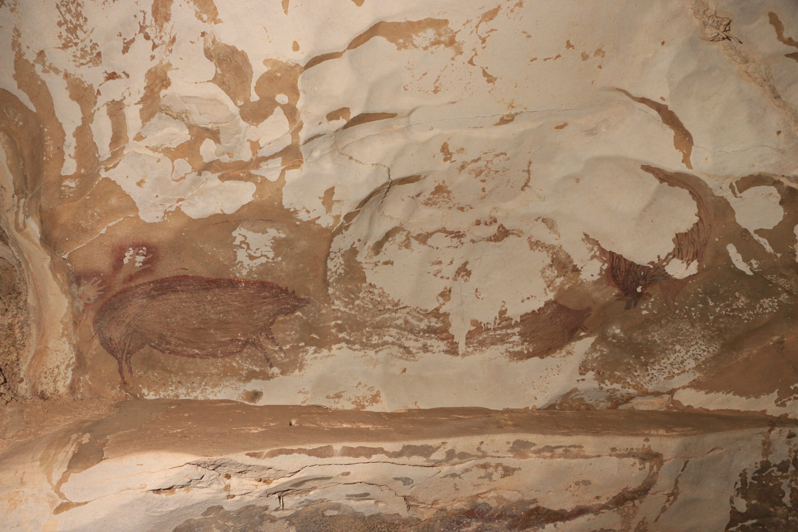 Peinture d'un cochon verruqueux, grotte de Leang Tedongnge (Sulawesi)