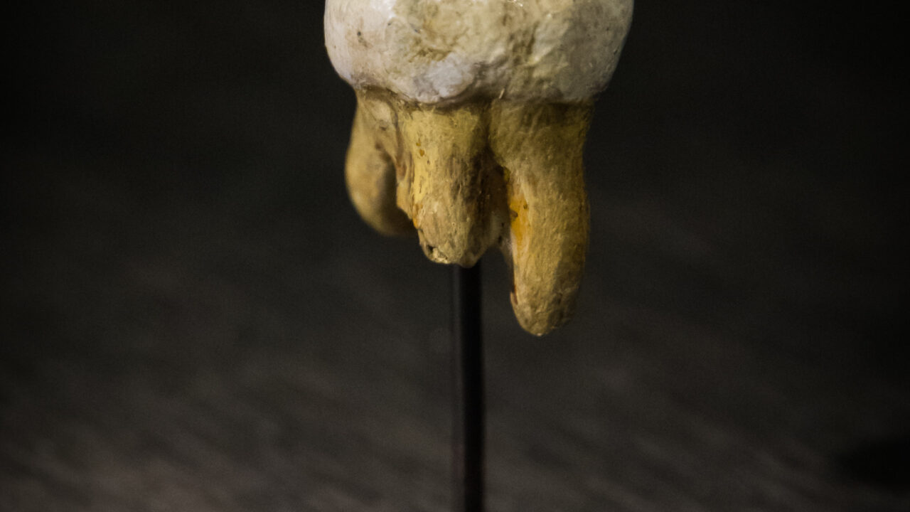 Molaire dénisovienne découverte dans la grotte de Denisova (réplique).