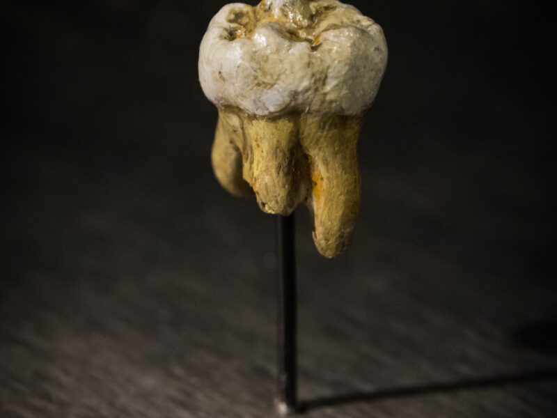 Molaire dénisovienne découverte dans la grotte de Denisova (réplique).