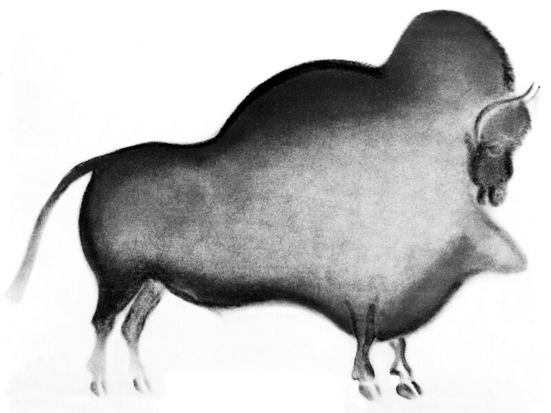 Grand bison polychrome de la grotte de Font-de-Gaume, relevé de 1910.