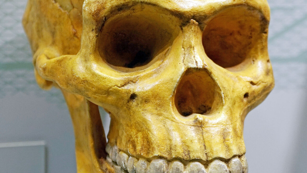 Crâne d'Homo erectus (Naturmuseum d'Augsbourg).