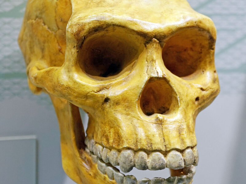 Crâne d'Homo erectus (Naturmuseum d'Augsbourg).