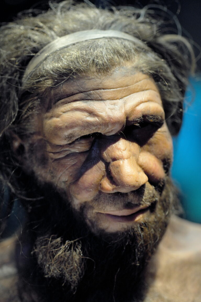 Reconstitution d'un homme de Néandertal (Natural History Museum, Londres).