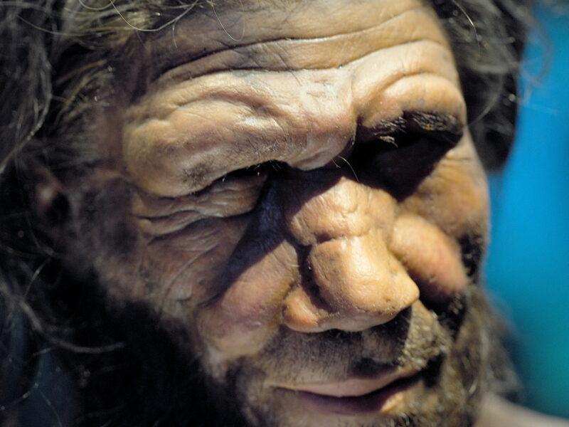 Reconstitution d'un homme de Néandertal (Natural History Museum, Londres).