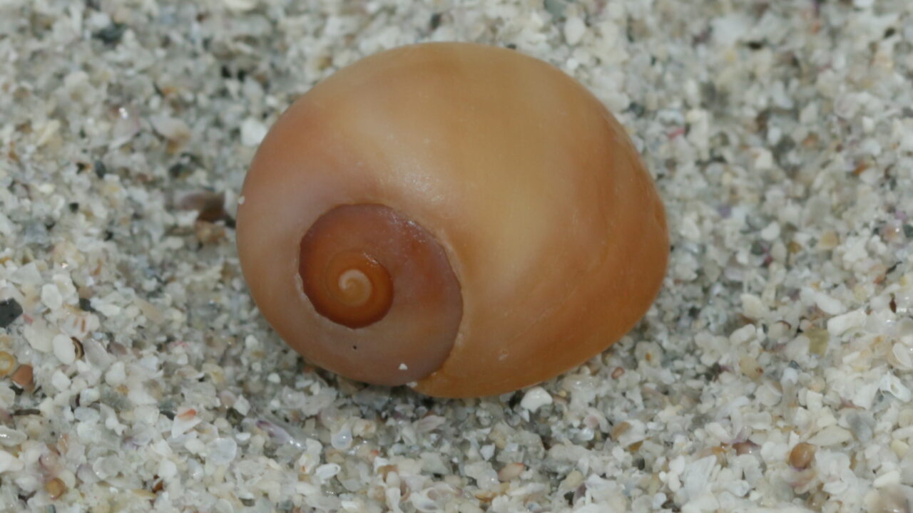 Littorine plate (Littorina obtusata), l'espèce dont les coquilles servaient de perles à Saint-Césaire.