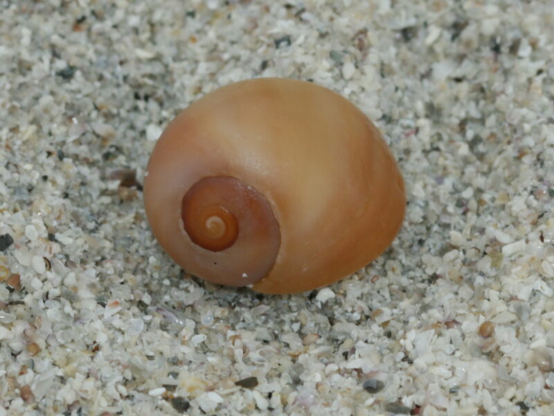 Littorine plate (Littorina obtusata), l'espèce dont les coquilles servaient de perles à Saint-Césaire.