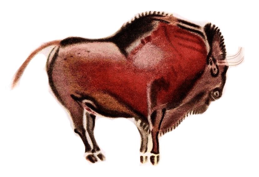 Relevé d’un bison (Breuil)