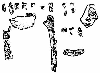 ardipithecus-kadabba