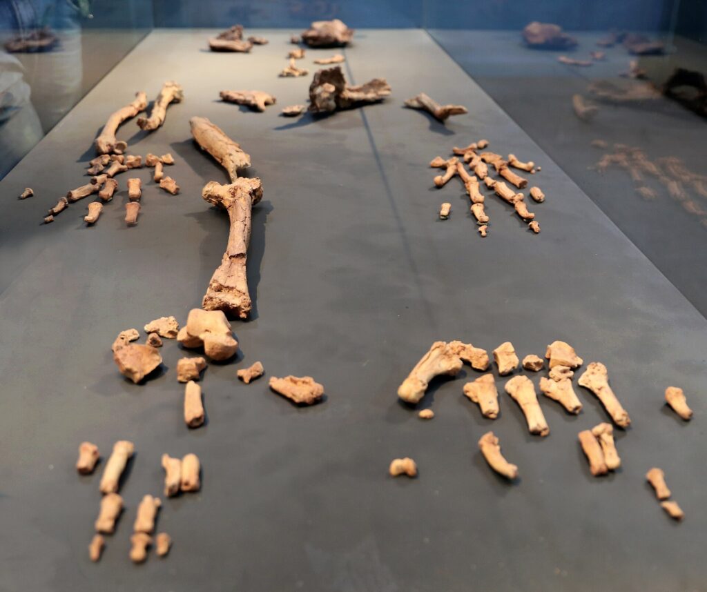 Ossements d’Ardi disposés à plat dans une vitrine