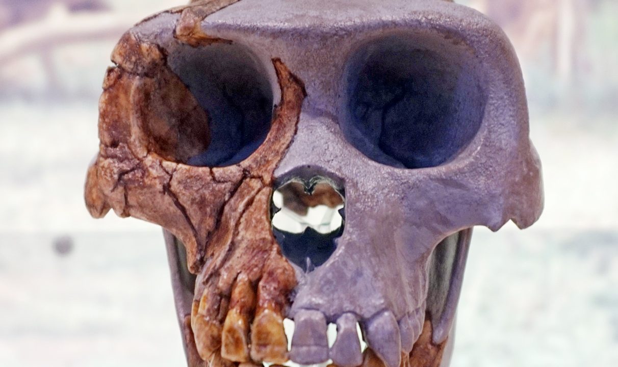 Ardipithecus ramidus