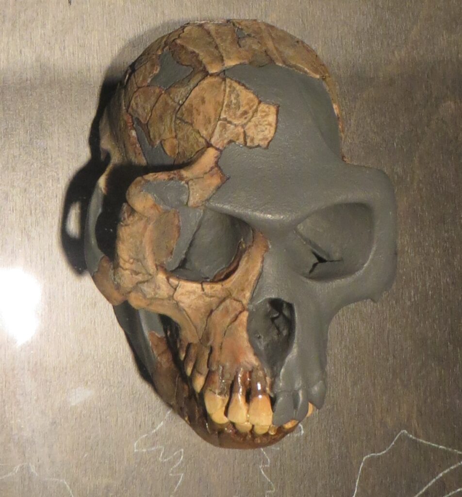 Reconstitution du crâne d’Ardipithecus ramidus