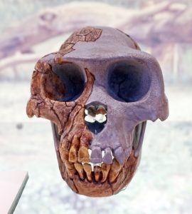 Ardi (ARA-VP-6/500), Ardipithecus ramidus