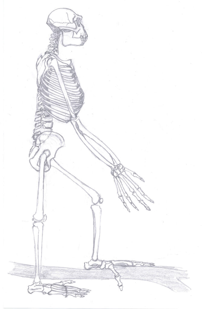 Dessin du squelette d’Ardipithecus ramidus debout