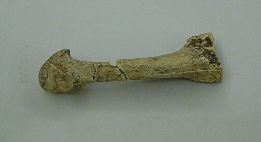 Moulage de l’os du gros orteil d’Ardi