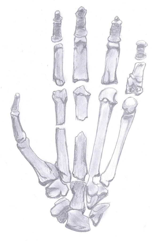 Dessin de la main d’Ardipithecus ramidus