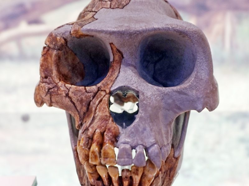 ardipithecus-ramidus